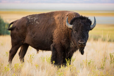 Photo of a full grown bison grazing on the prairie.