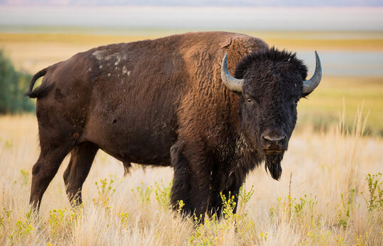 Photo of a full grown bison grazing on the prairie.