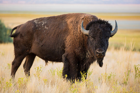 Photo of a full grown bison grazing on the prairie.