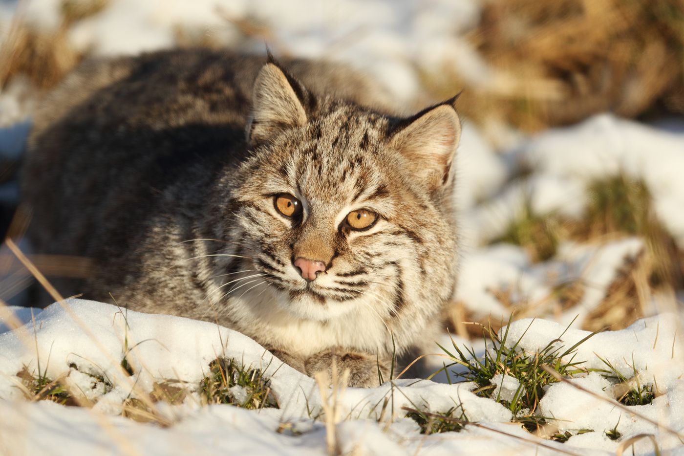 The Bobcat Connecticuts Secretive Wild Cat North Branford Libraries 