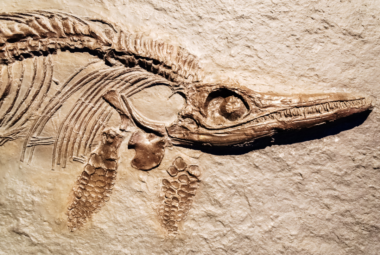 Zoomed in picture of a dinosaur imprinted fossil