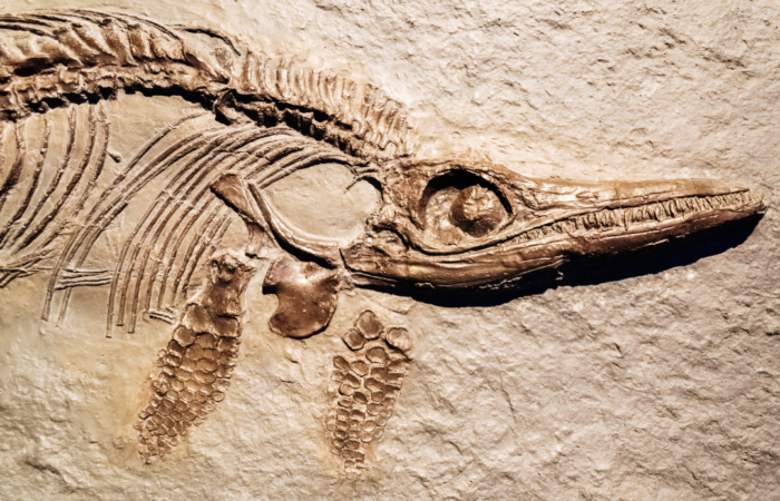 Zoomed in picture of a dinosaur imprinted fossil