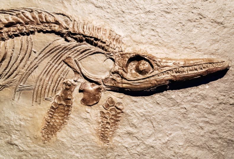 Zoomed in picture of a dinosaur imprinted fossil