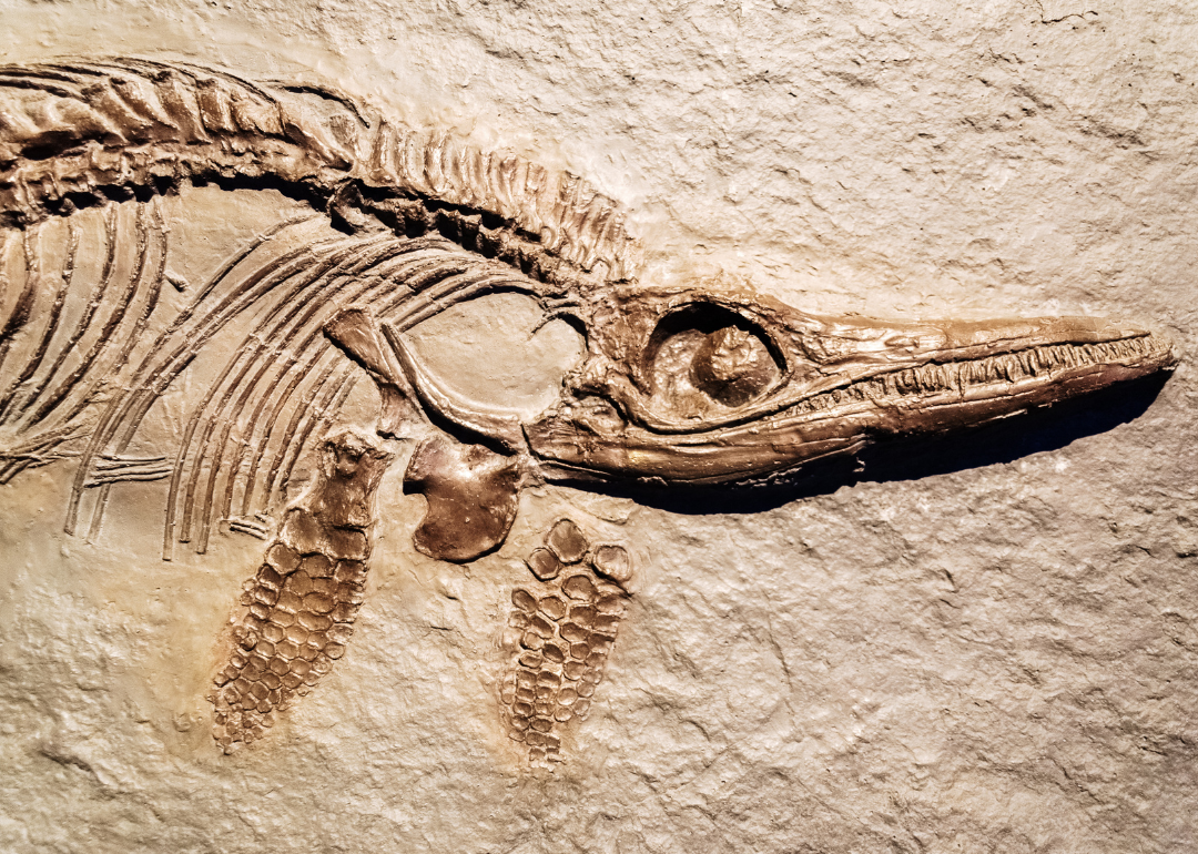 Zoomed in picture of a dinosaur imprinted fossil