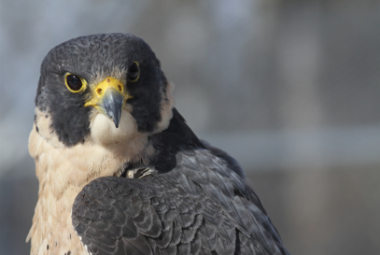 Close up photo of a falcon.