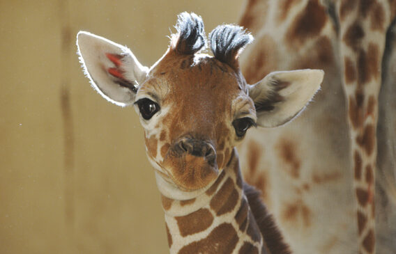 Zoomed in photo of a baby giraffe's face.