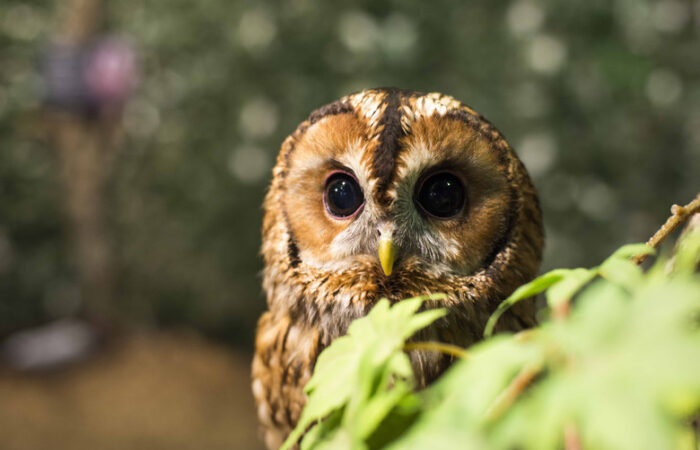 A small brown and white barred owl sitting behind a branch.