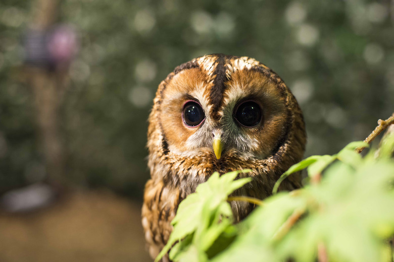 A small brown and white barred owl sitting behind a branch.