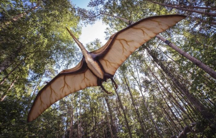 Underside of a Pterodactyl flying with wings spread below a field of trees.