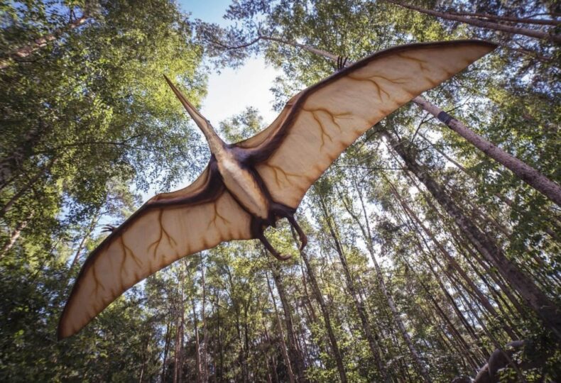 Underside of a Pterodactyl flying with wings spread below a field of trees.