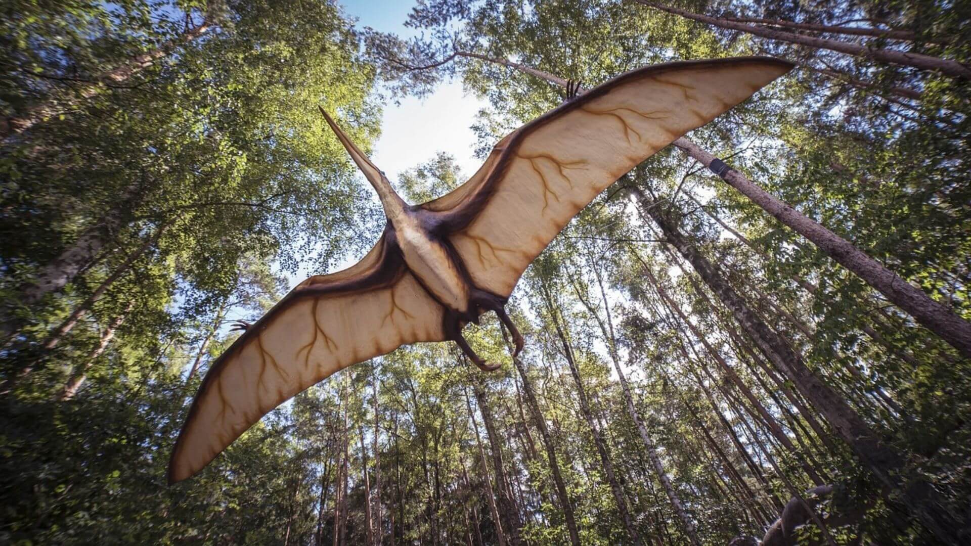 Underside of a Pterodactyl flying with wings spread below a field of trees.
