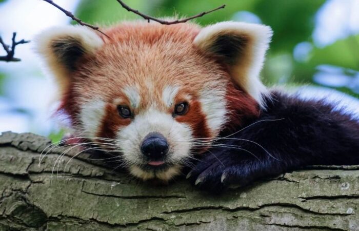 Up close photo of a red panda with his head laying on a tree.