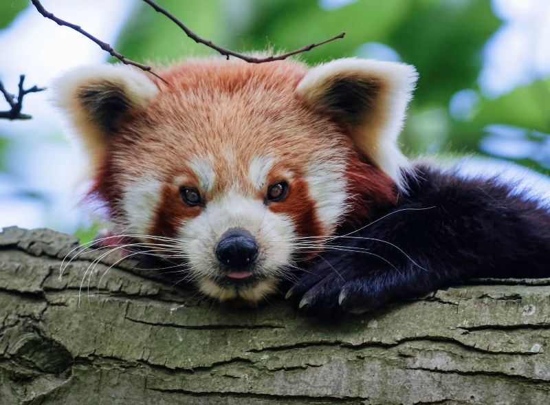 Up close photo of a red panda with his head laying on a tree.
