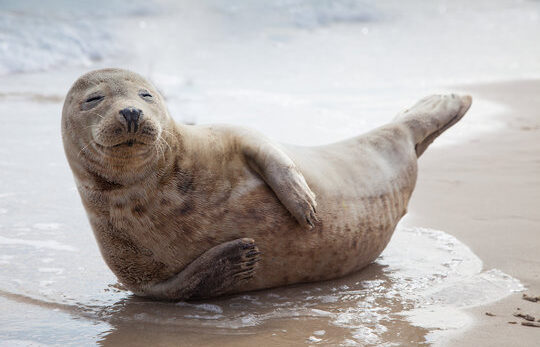 Baby seal holding a pose on the beach.
