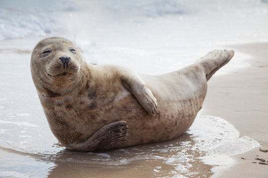 Baby seal holding a pose on the beach.