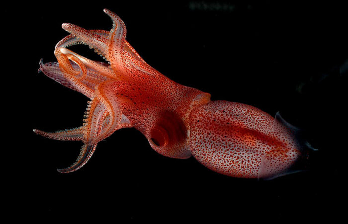 A large red squid floating in the twilight zone.