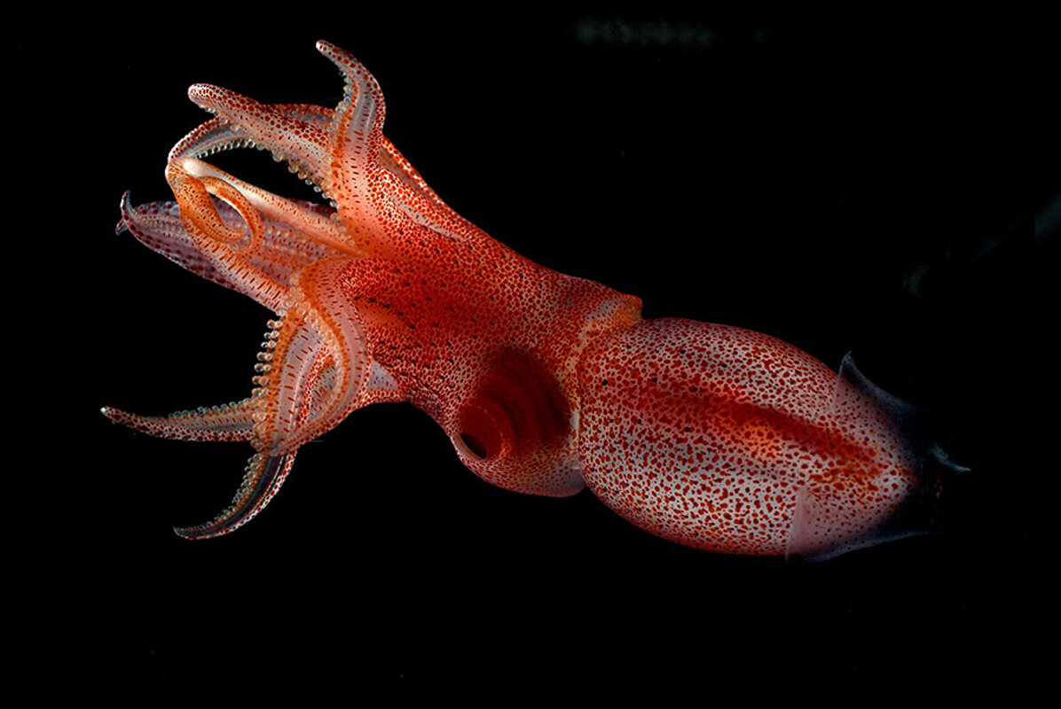 A large red squid floating in the twilight zone.