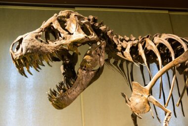 Zoomed in T-Rex fossil with mouth open.