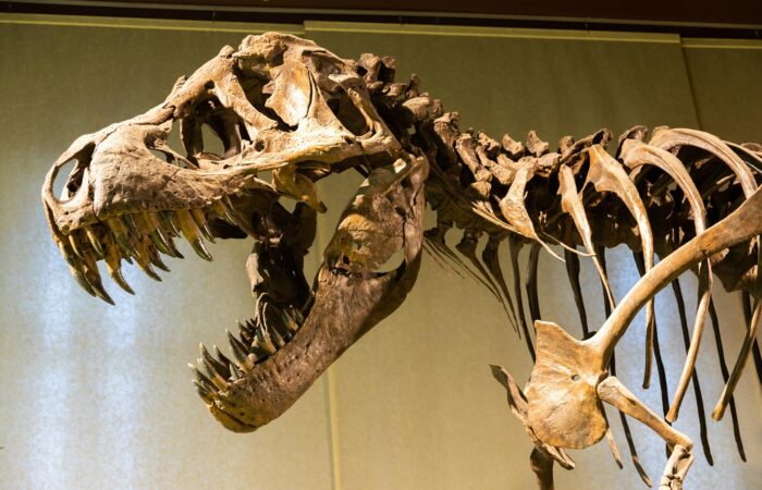 Zoomed in T-Rex fossil with mouth open.