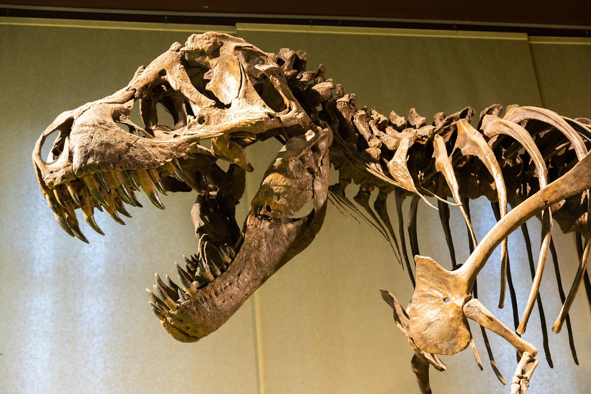 Zoomed in T-Rex fossil with mouth open.