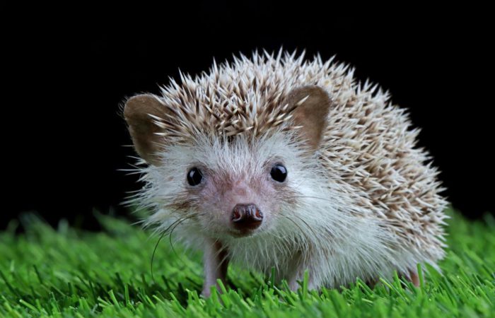 brown baby hedgehog sitting on a green lawn