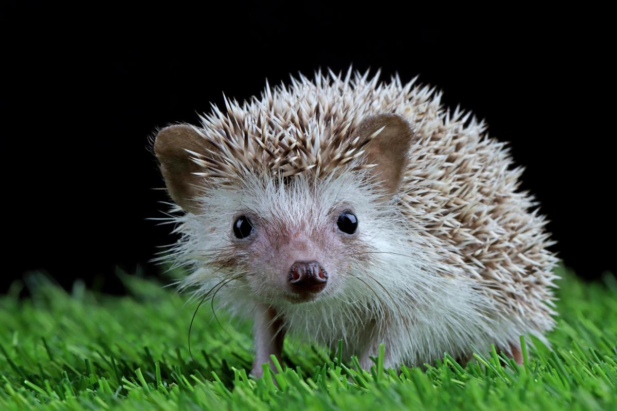 brown baby hedgehog sitting on a green lawn