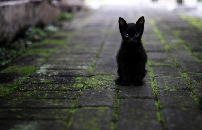 Black Cat