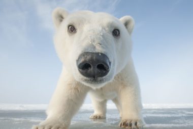 Polar bear cub putting his face in front of an Arctic camera.