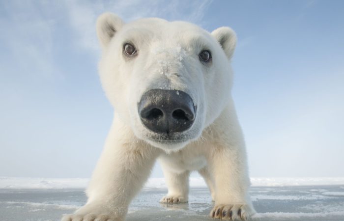 Polar bear cub putting his face in front of an Arctic camera.