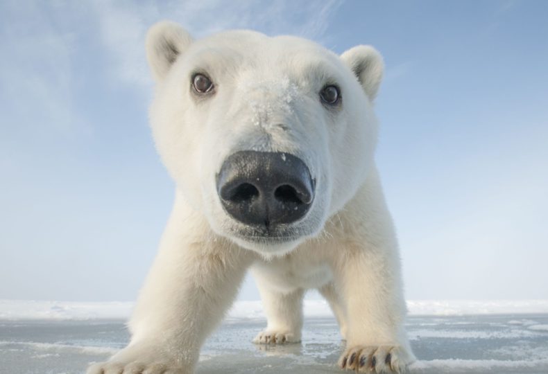 Polar bear cub putting his face in front of an Arctic camera.